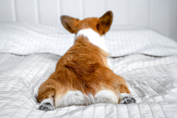 Rear view of corgi laying on bed