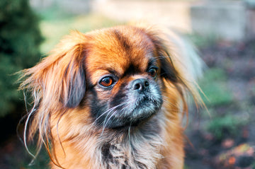 Closeup photo of a Pekingese dog