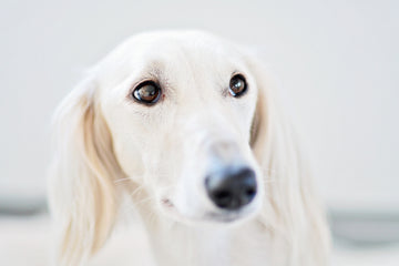 Closeup of white Saluki