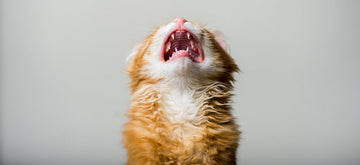 Stressed ginger cat looking up with mouth open and meowing