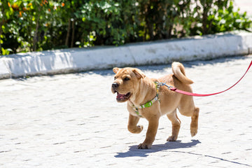 Puppy walking on leash