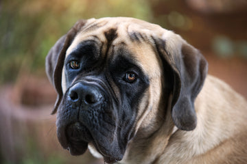 Closeup of English Mastiff