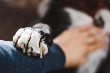 Dog paw resting on owner’s arm