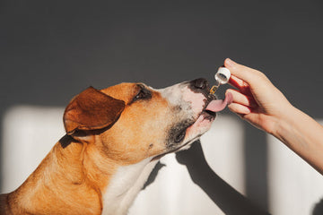 Dog licking a dropper of CBD oil