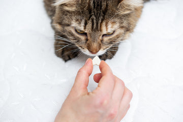 Owner’s hand administering heart-shaped pill to cat