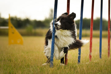 Simple Backyard Obstacle Course For Your Dog - May 20, 2021