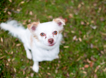 Overhead view of a white Chihuahua with tear stains