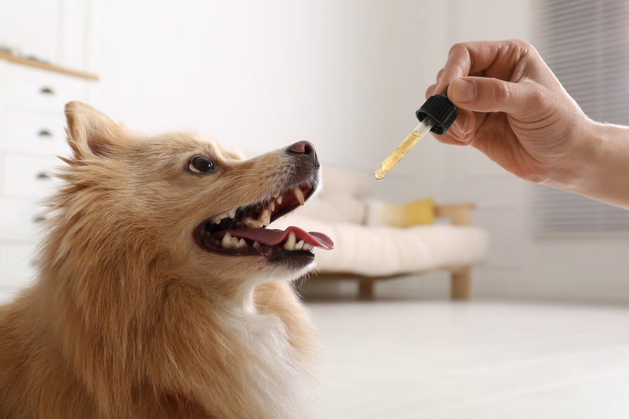 is-salmon-oil-good-for-dogs-dutch