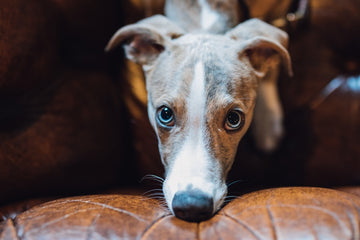 Whippet puppy looking up at camera 