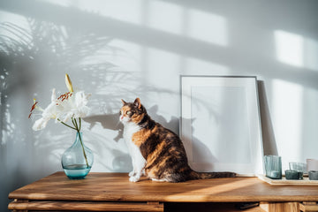 Calico cat staring at a vase of white lilies