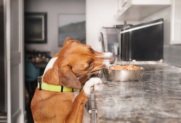 Dog counter surfing and sneaking food off of the counter 