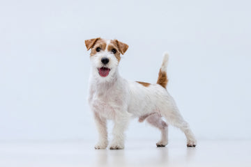 Smiling Jack Russell terrier standing in front of a white backdrop