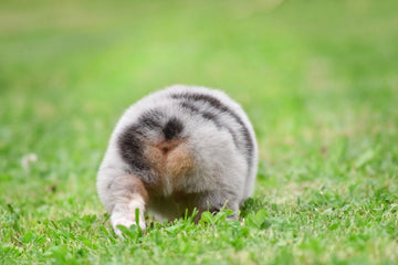 Corgi with docked tail in the grass