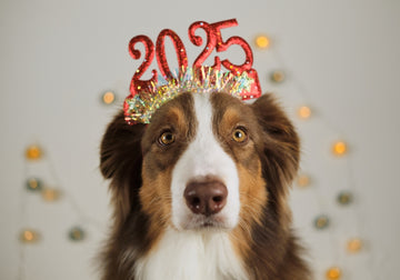 Dog wearing 2025 headband