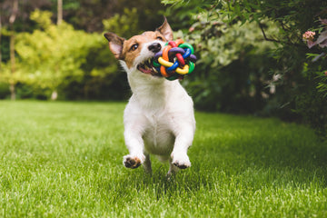 Dog Toys: Play Time with a Purpose – American Kennel Club