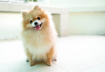 Orange Pomeranian smiling with its tongue out 