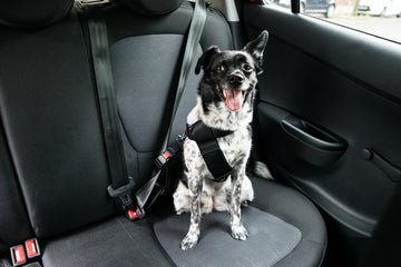 What to Look for in a Dog Seatbelt? Essential Safety Tips