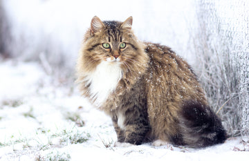 Fluffy Siberian cat sitting on the snow 