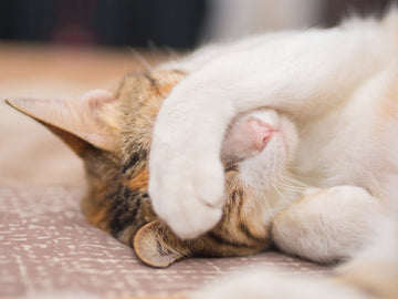 Graphic: A shy cat covering their eyes with their paw