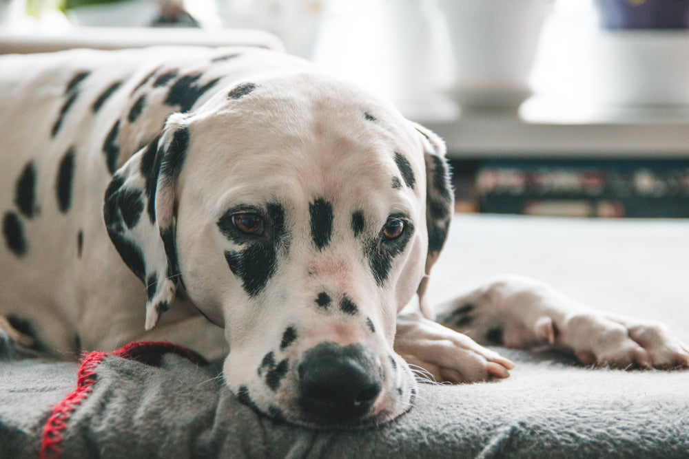 Lymphoma In Dogs: Symptoms & Treatment | Dutch