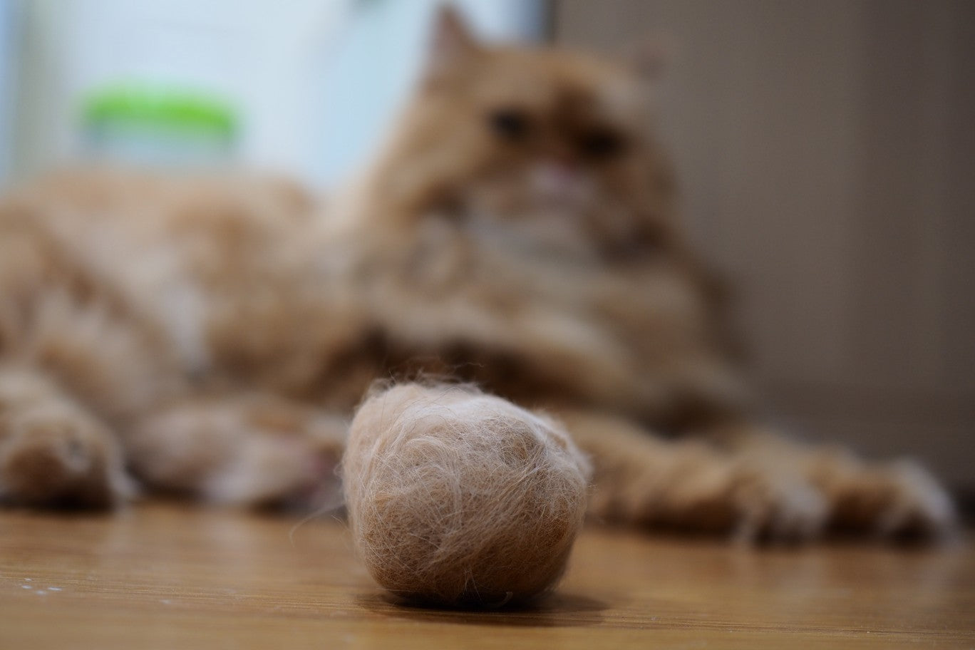 cat-has-hairball-why-what-to-do-dutch