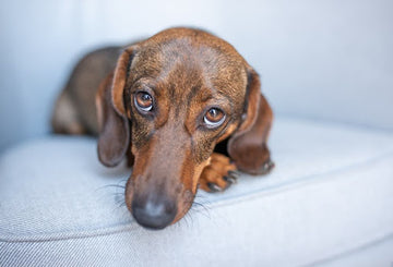 Sad dog laying on couch looking directly into camera