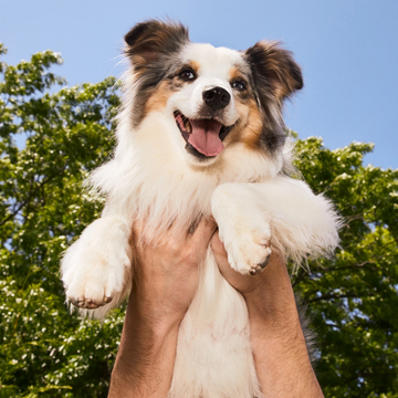 Smiling dog being lifted in the air.